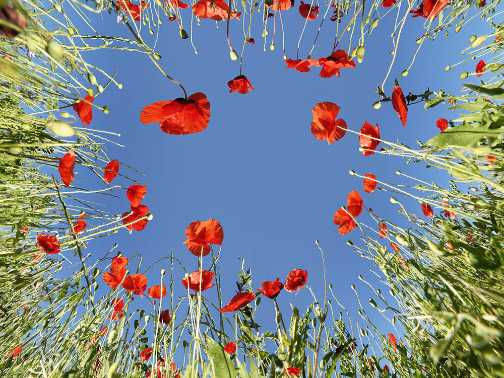 flowers 02 _ 11k x 8k